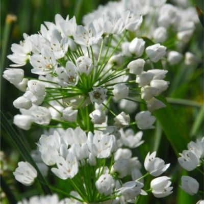 GARLIC FLOWER WHITE BUNCH - FLEURS AIL BLANCHE BOTTE