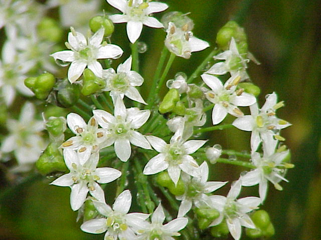 EDIBLE FLOWERS CHINESE CHIVE -PUNNET FLEURS DE CIBOULETTE DE CHINE -BQT 