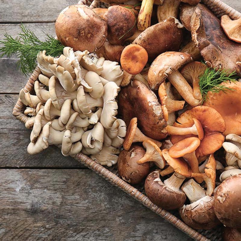 MIXED FOREST MUSHROOMS -KG CHAMPIGNON MÉLANGE FORESTIER -KG