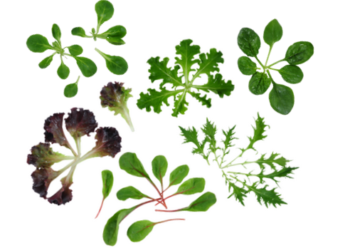 BABY LEAF MIX PNT - MÉLANGE JEUNE POUSSE BQT 