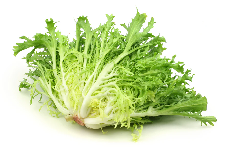 CURLY ENDIVE -KG ENDIVE/CHICORÉE FRISÉE FRISÉE -KG