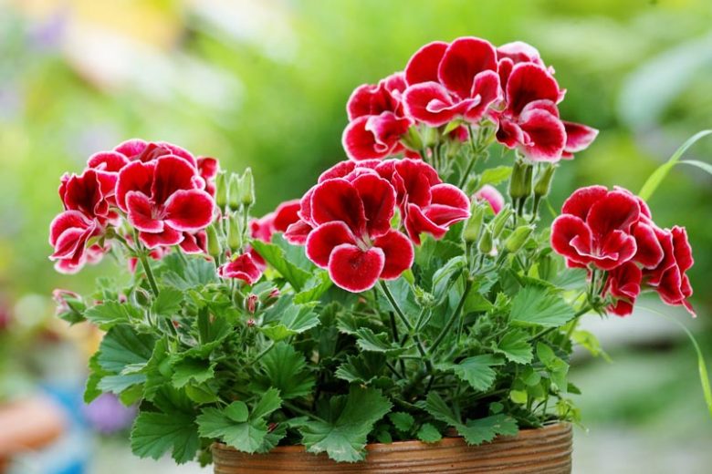 EDIBLE FLOWERS GERANIUM/PELARGONIUM FLOWERS-PUNNET FLEURS GÉRANIUM/PELARGONIUM - BQT