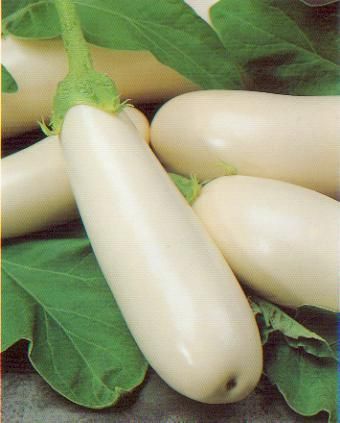 EGGPLANT WHITE  - AUBERGINE BLANCHE