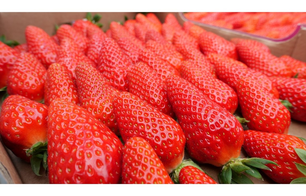 GARIGUETTE/MARIGUETTE STRAWBERRY - FRAISE GARIGUETTE/MARIGUETTE 