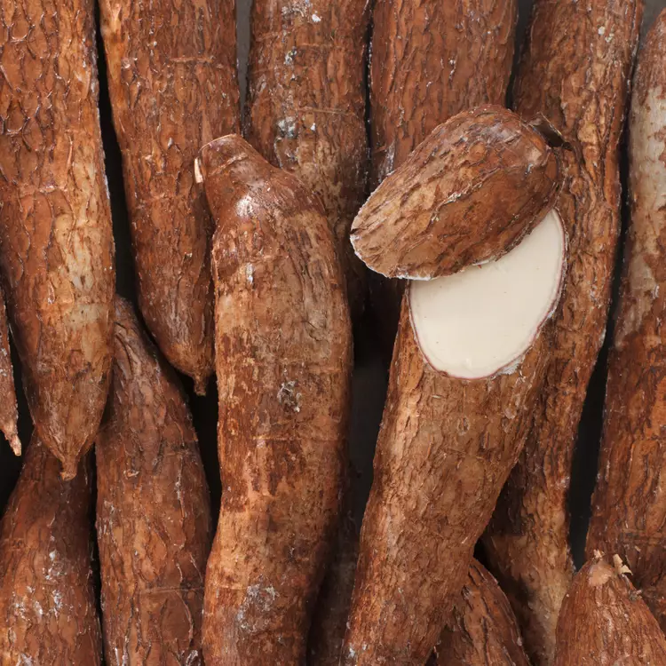 CASSAVA - MANIOC 
