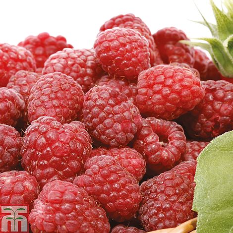 RASPBERRY TULAMEEN - FRAMBOISE TULAMEEN 