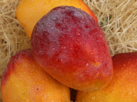 MANGO AIR - MANGUE AVION-KG