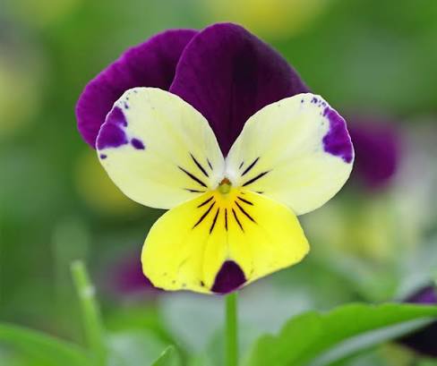 FLOWERS MINI VIOLETTA CORNABRIA BLOSSOM PNT  -FLEURS MINI VIOLETTA CORNABRIA BLOSSOM BQT 