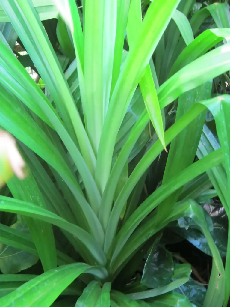BAY TOY PANDAN - PUNNET BAY TOY PANDAN - BQT