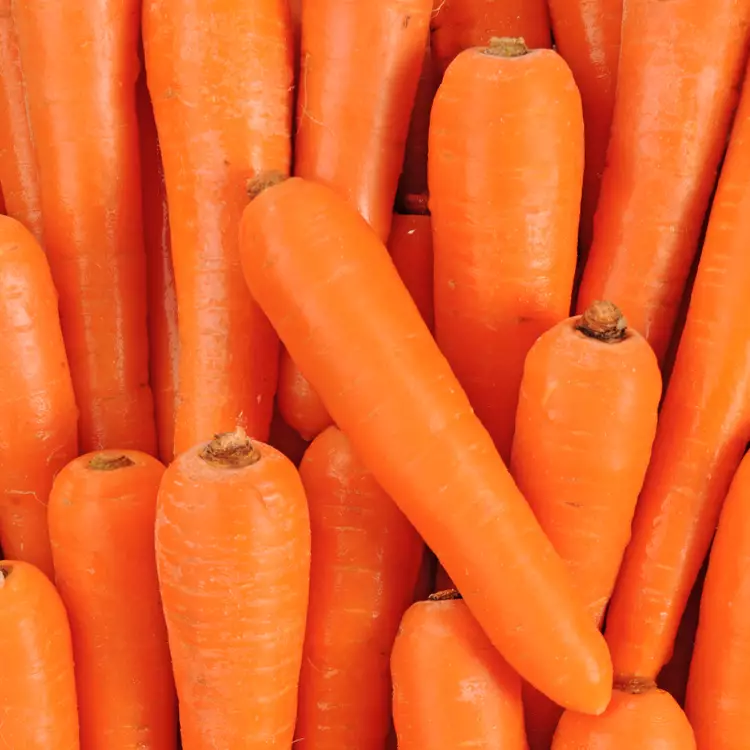 CARROT NEW EXTRA - CAROTTE EXTRA