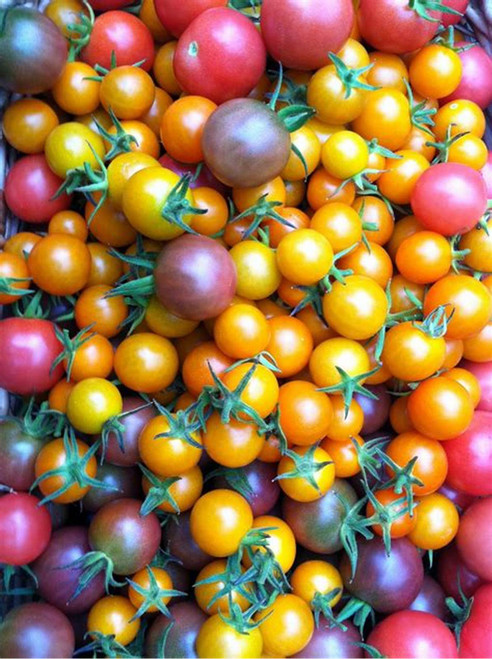 TOMATO CHERRY MIXED COLOR - TOMATES CERISES COULEURS MIXTE