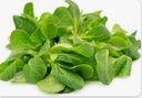 LAMB’S LETTUCE - MACHE SALADE 