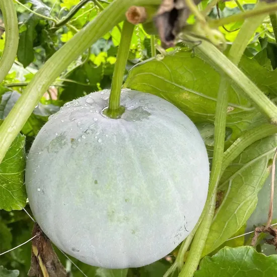 WINTER MELON - KG MELON D’HIVER- KG