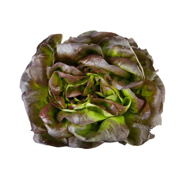 LETTUCE ROUGETTE - SALADE ROUGETTE