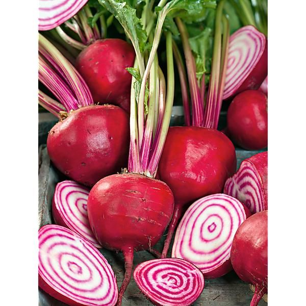 BEETROOT MINI CHIOGGIA - PNT BETTERAVE MINI CHIOGGIA - BQT