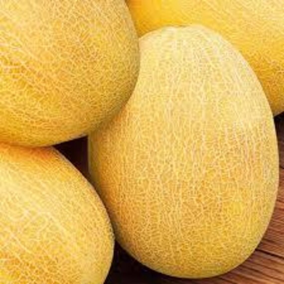 PRESTIGE MELON - MELON PRESTIGE
