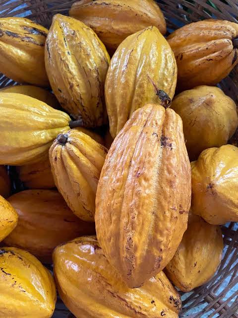 COCOA POD - CABOSSE DE CACAO ÉQUATEUR