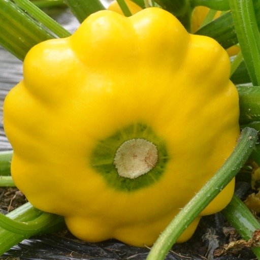 PATYPAN YELLOW - PATISSON JAUNE 