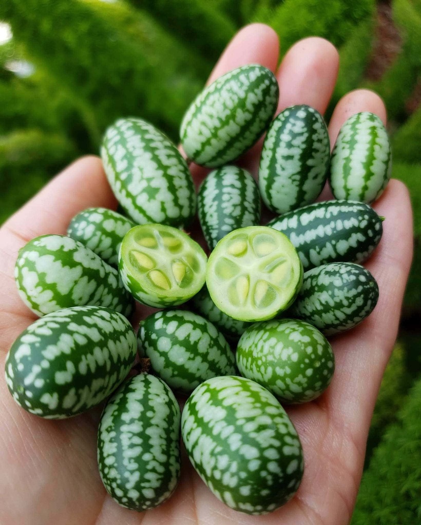 CUCAMELON - CUCAMELON