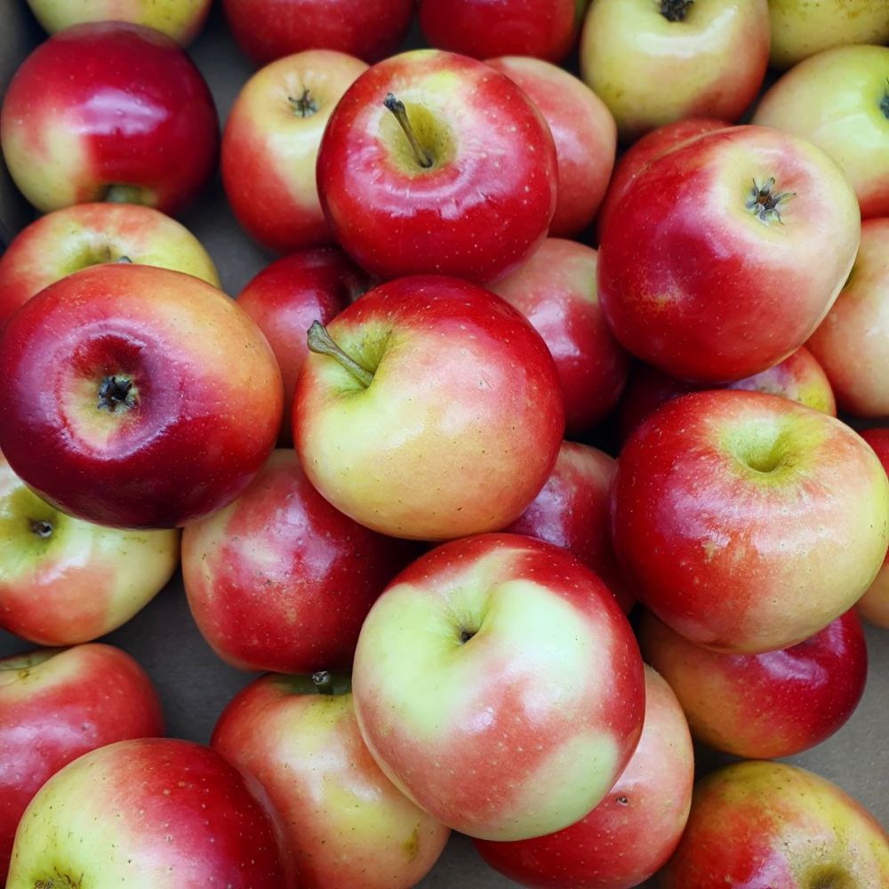 APPLE ROCKIT - POMME ROCK IT