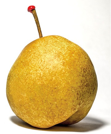 PEAR PASSE CRASSANE OUDAR - POIRE PASSE CRASSANE OUDAR 