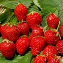 STRAWBERRY MARA DES BOIS - FRAISE MARA DES BOIS 