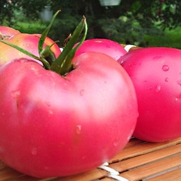 TOMATO ROSE DE BERNE - TOMATE ROSE DE BERNE