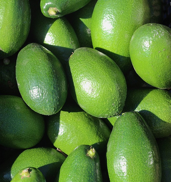AVOCADO SMOOTH-SKINNED - AVOCAT LISSE 