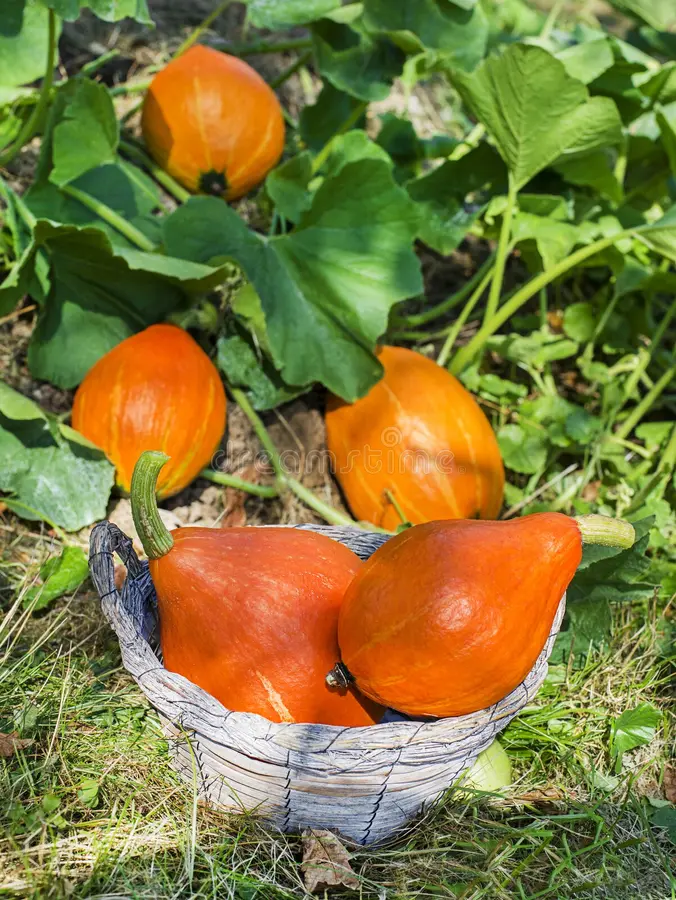 HOKKAIDO PUMPKIN - COURGE HOKKAIDO