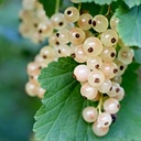 CURRENT WHITE - GROSEILLE BLANCHE 