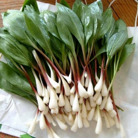 AIL DES OURS - WILD GARLIC