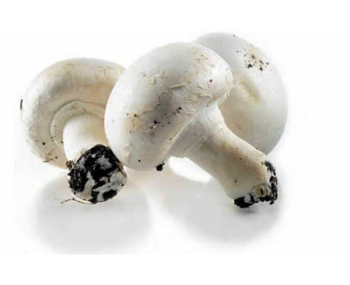 MUSHROOM WHOLE BUTTON PARIS - CHAMPIGNON PARIS PIED ENTIER