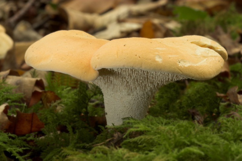 MUSHROOM HEDGEHOG - CHAMPIGNONS PIED-DE-MOUTON 