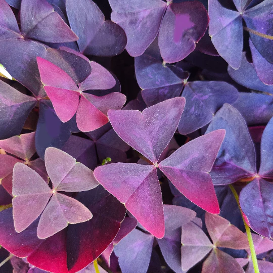 RED OXALIS BASTELICA PNT - OXALYS ROUGE BASTELICA BQT
