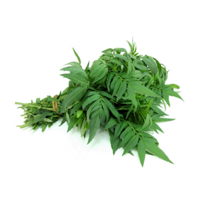 BLACK MINT - HUACATAY 