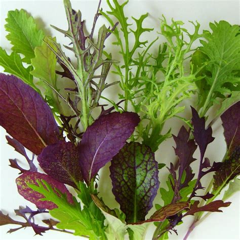 MESCLUN - MESCLUN 