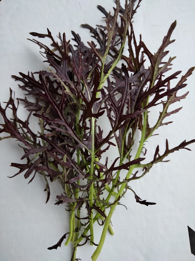 BABY MUSTARD RED LEAVES - KG POUSSE MOUTARDE ROUGE PLATE - KG