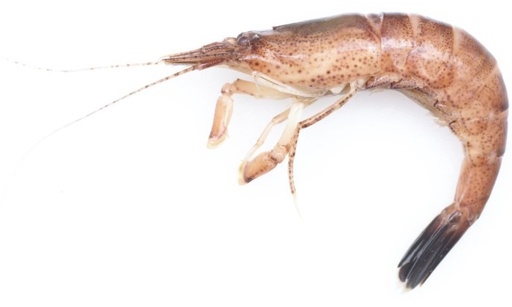 [SF0053] CREVETTES GRISES ATLANTIC NORTH EAST -1 KG CREVETTES GRISES ATLANTIC NORD EST -1 KG