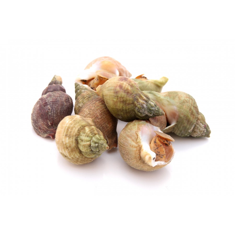 BULOT SNAILS - KG BULOT - KG