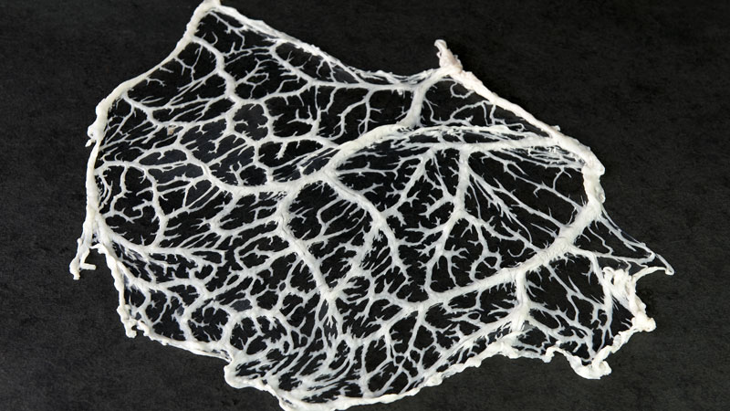 CAUL FAT LAMB -CRÉPINE D'AGNEAU